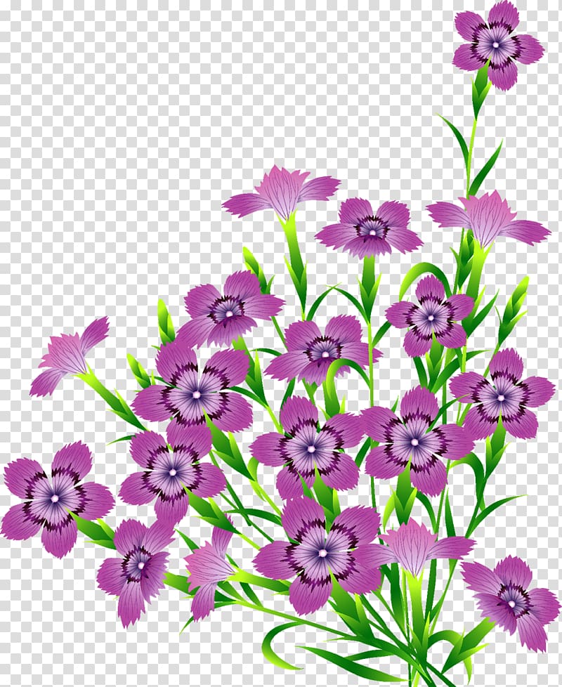 Flower, gazania transparent background PNG clipart