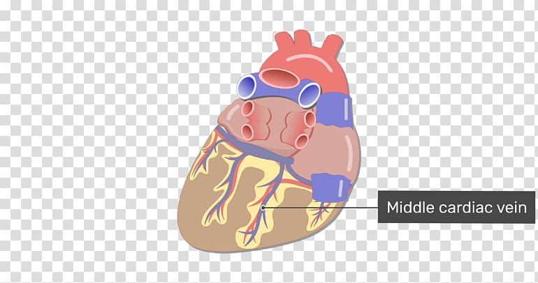 Heart Coronary circulation Small cardiac vein Coronary sinus Great cardiac vein, Left Ventricle transparent background PNG clipart