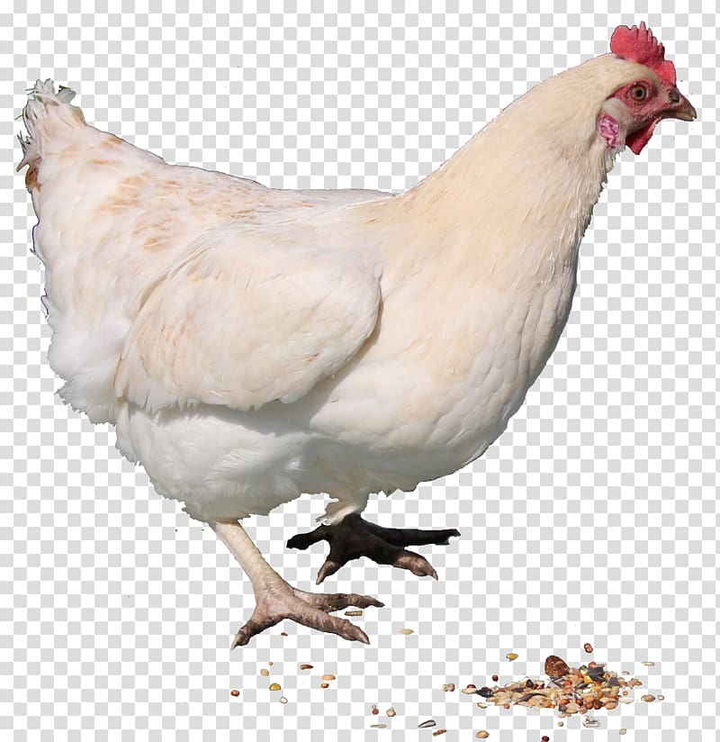 white hen, Chicken curry Hen , White Chicken transparent background PNG clipart