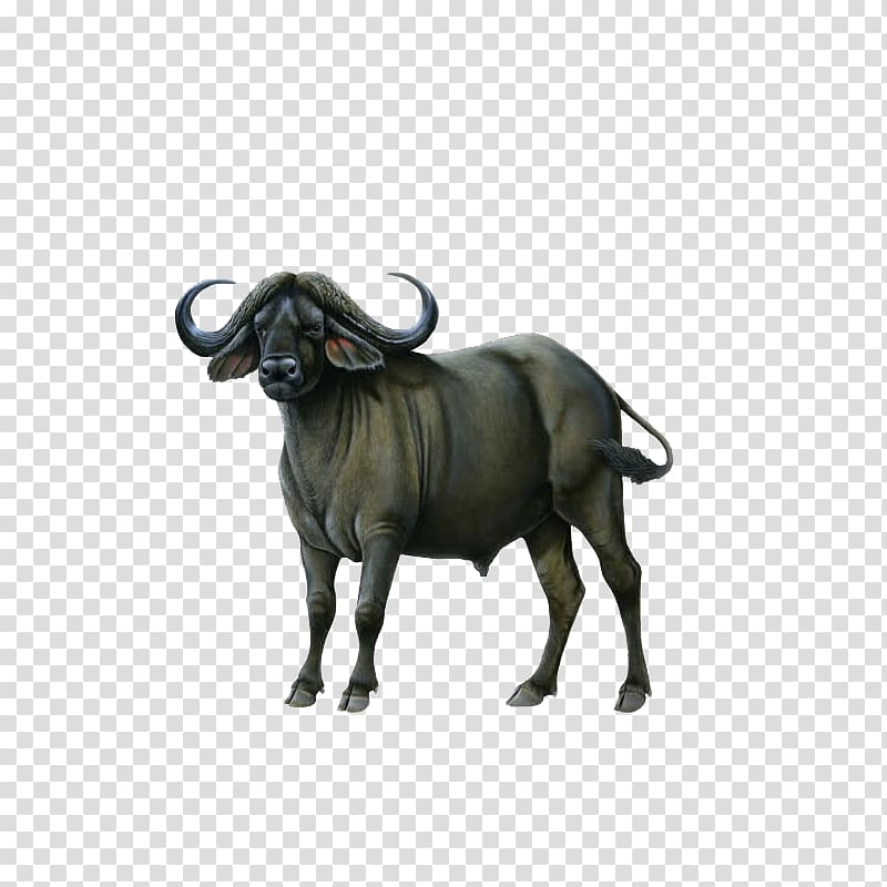 Water buffalo American bison Silhouette , others transparent background PNG clipart