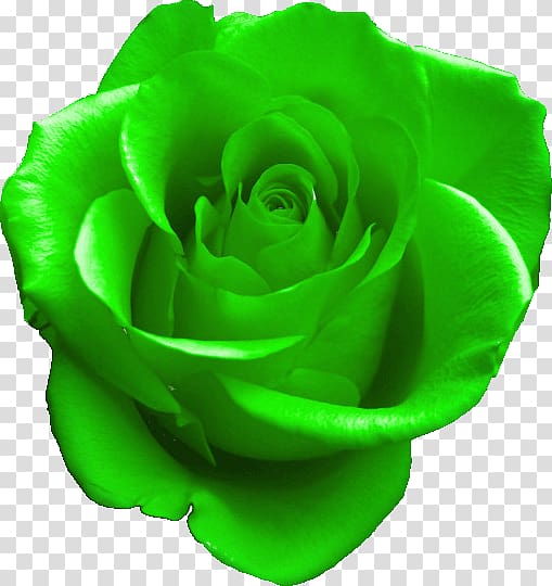 GIF Rose Green , rose transparent background PNG clipart