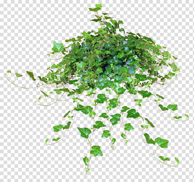 green plants, Common ivy Plant Hedera hibernica Vine, ivy transparent background PNG clipart