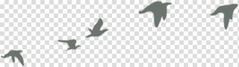 Swan goose Flight Bird, Geese fly south transparent background PNG clipart
