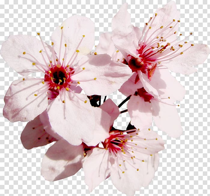 Blossom Flower Fruit tree Floral design, flower transparent background PNG clipart