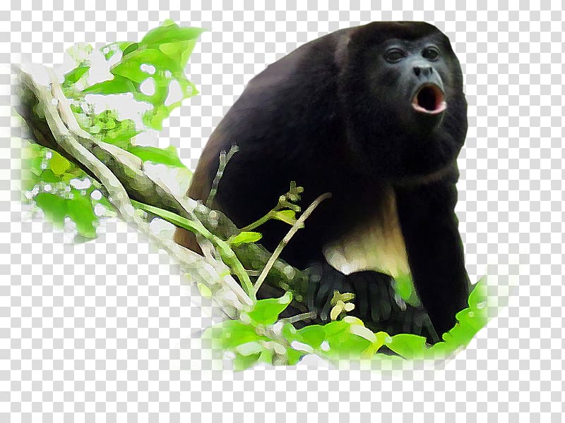 Monkey Black howler Primate Common chimpanzee, prado word transparent background PNG clipart