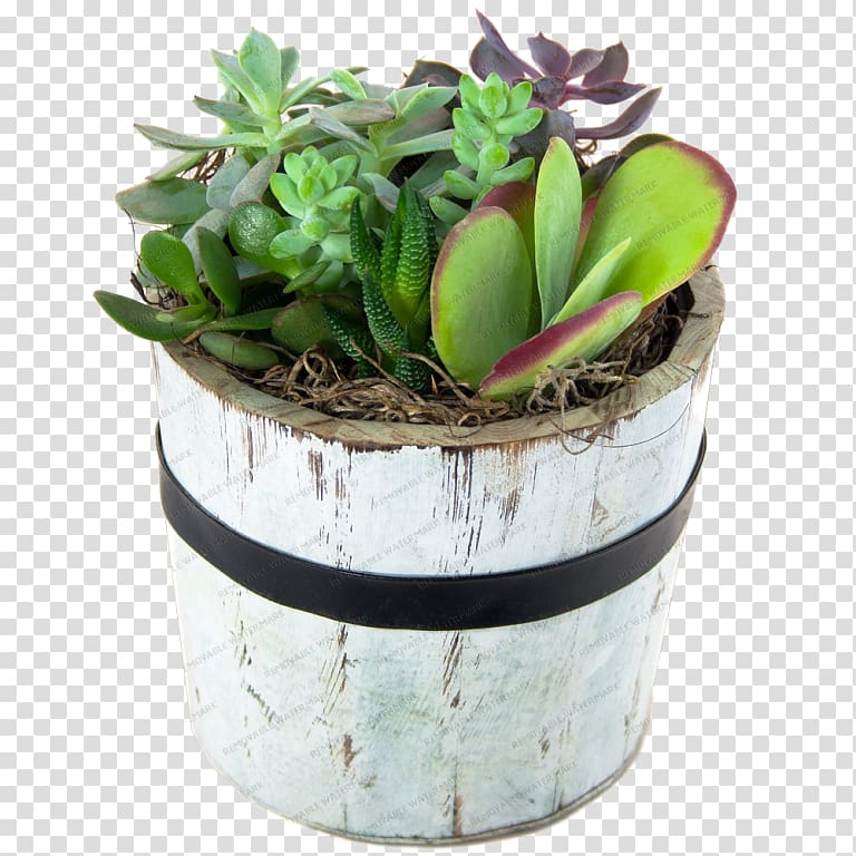 Flowerpot Houseplant Garden Succulent plant Zen Cart, others transparent background PNG clipart
