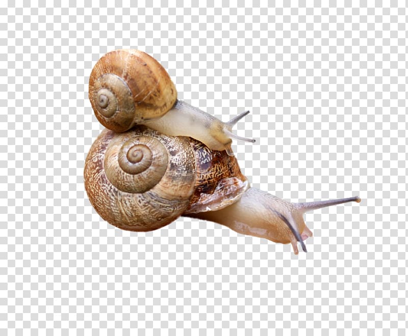 Snail Orthogastropoda Reptile Caracol, snails transparent background PNG clipart