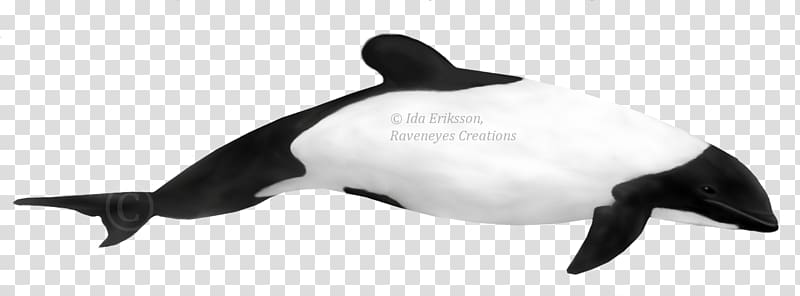 Short-beaked common dolphin Porpoise Toothed whale Hector\'s dolphin, Whitebeaked Dolphin transparent background PNG clipart