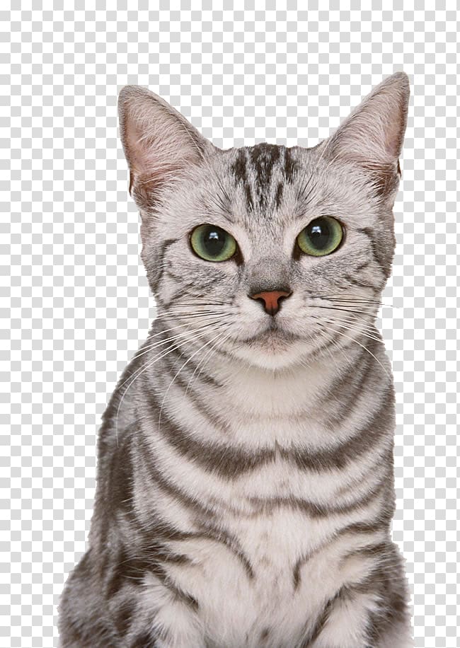 American Shorthair transparent background PNG clipart
