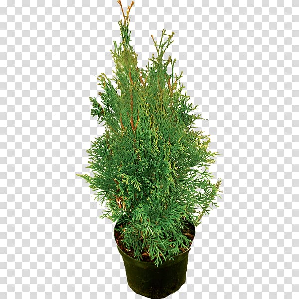 Spruce Juniperus chinensis English Yew Evergreen Shrub, tree transparent background PNG clipart
