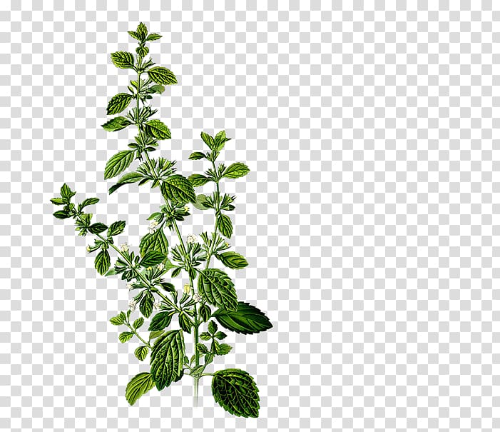 Lemon balm Herbalism Mints Medicinal plants, health transparent background PNG clipart