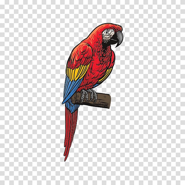 Blue-and-yellow macaw Parrot Loriini Parakeet, parrot transparent background PNG clipart