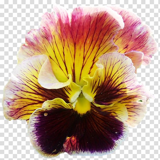 Pansy Moth orchids Lily of the Incas Close-up, Pansy Flower transparent background PNG clipart