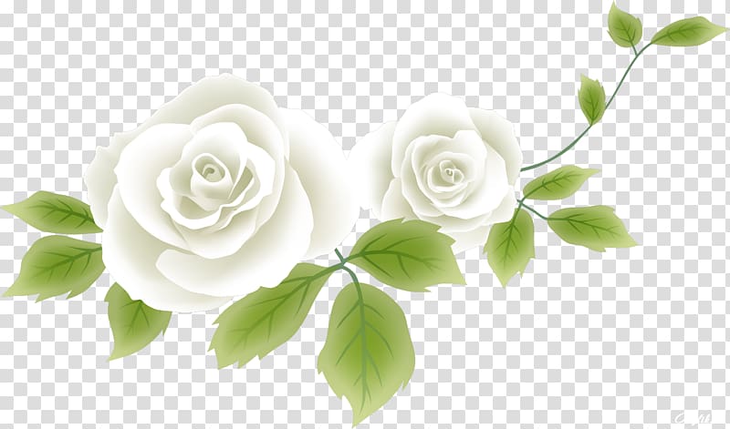 Flower Drawing , white rose transparent background PNG clipart