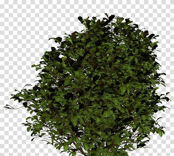 Painting Shrub Portable Network Graphics Flower Ryegrass, haie transparent background PNG clipart
