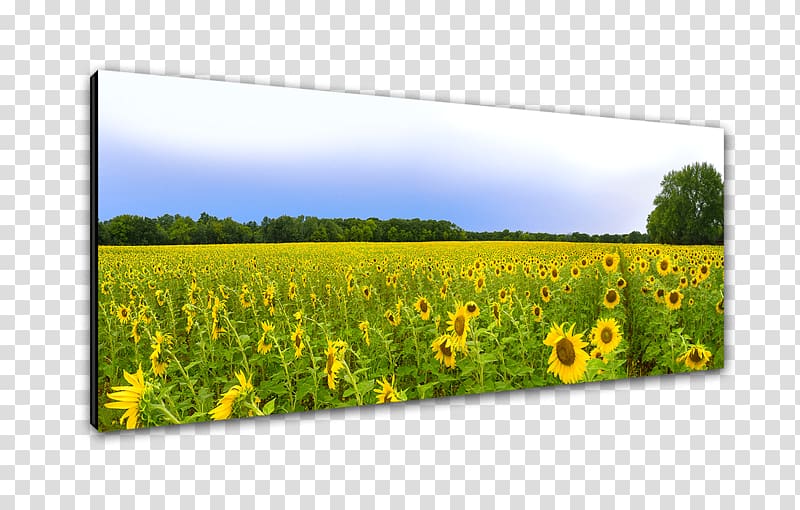 Canola oil Grasses Farm Crop Flower, sunflower landscape transparent background PNG clipart