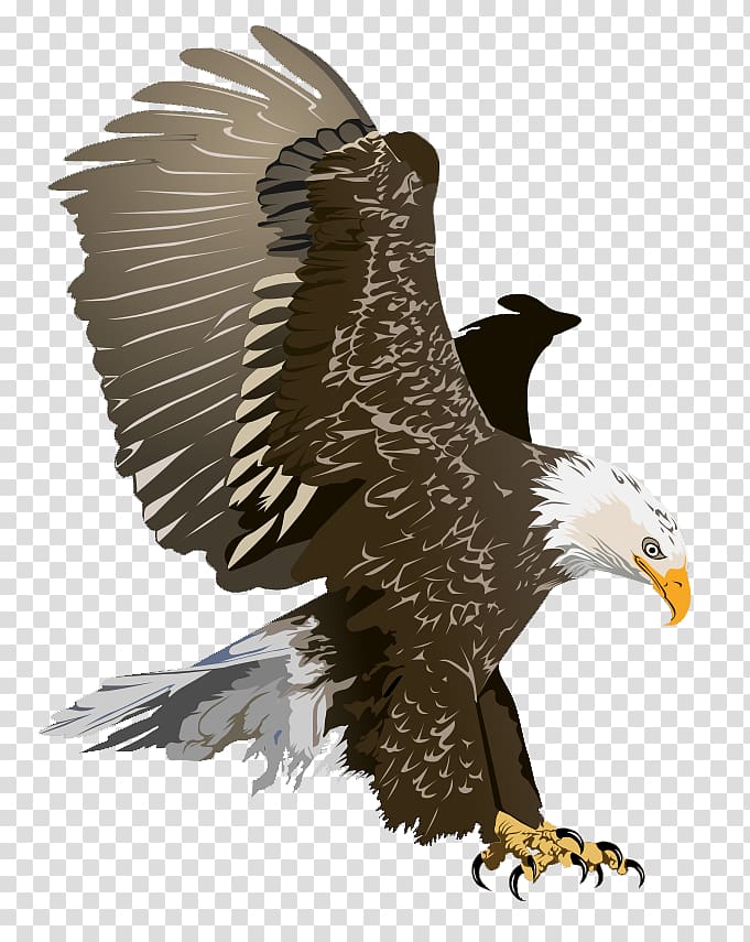 Bald Eagle Free content , Eagle Flying transparent background PNG clipart