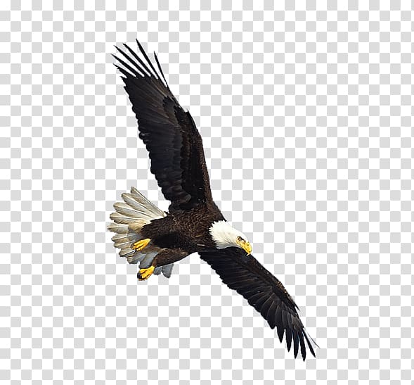 bald eagle , Us Eagle Flying transparent background PNG clipart