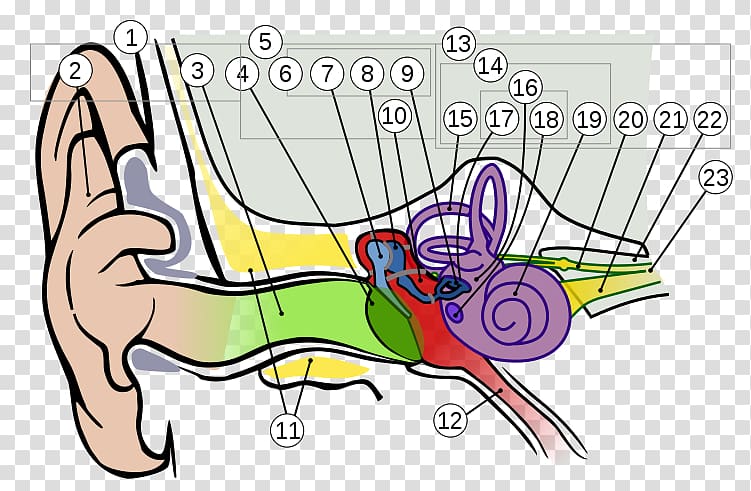 Ear Anatomy Hearing Vestibulocochlear nerve, ear transparent background PNG clipart