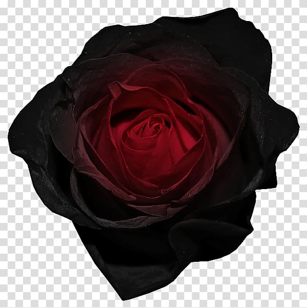 Black rose Desktop Red , red rose decorative transparent background PNG clipart