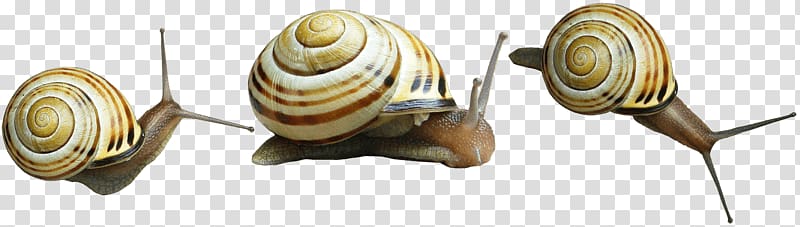 three brown snails art, Snail Trio transparent background PNG clipart