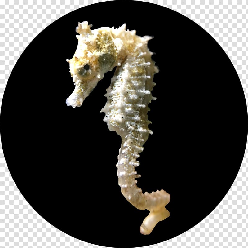 Dwarf seahorse Aquarium Hobby Great Barrier Reef, seahorse transparent background PNG clipart