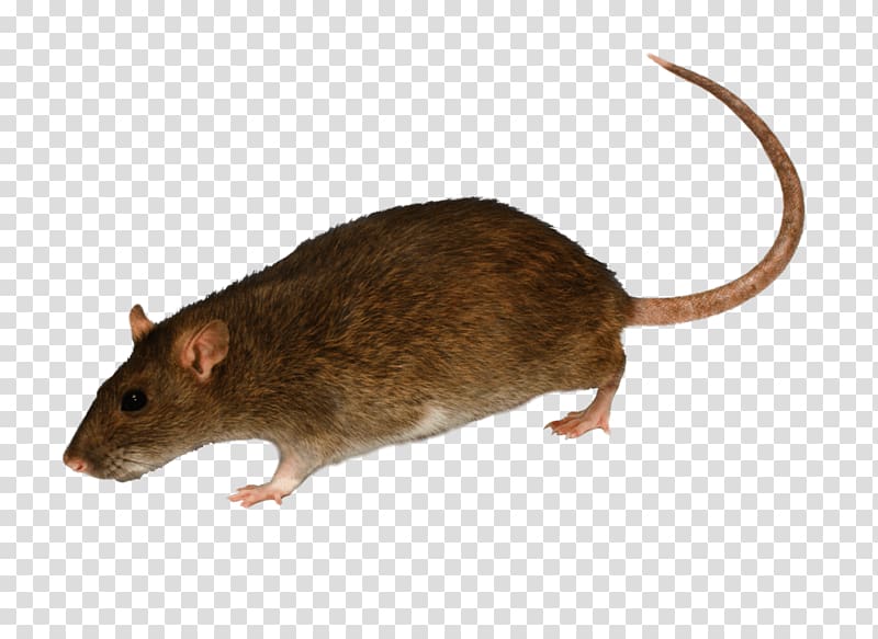 Brown rat White House Black rat Mouse Rodent, Mouse Rat transparent background PNG clipart