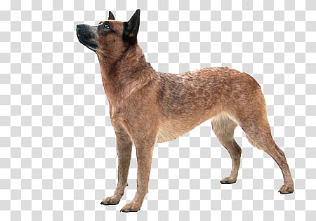 Belgian Shepherd Australian Cattle Dog German Shepherd, Dog Letter l transparent background PNG clipart