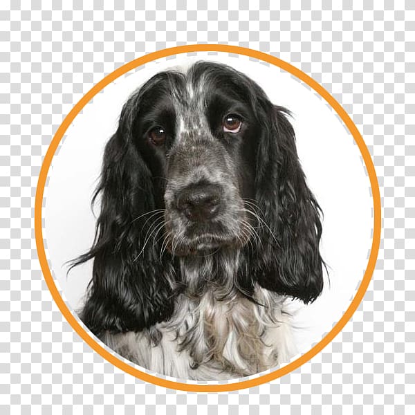 English Cocker Spaniel American Cocker Spaniel Puppy, puppy transparent background PNG clipart