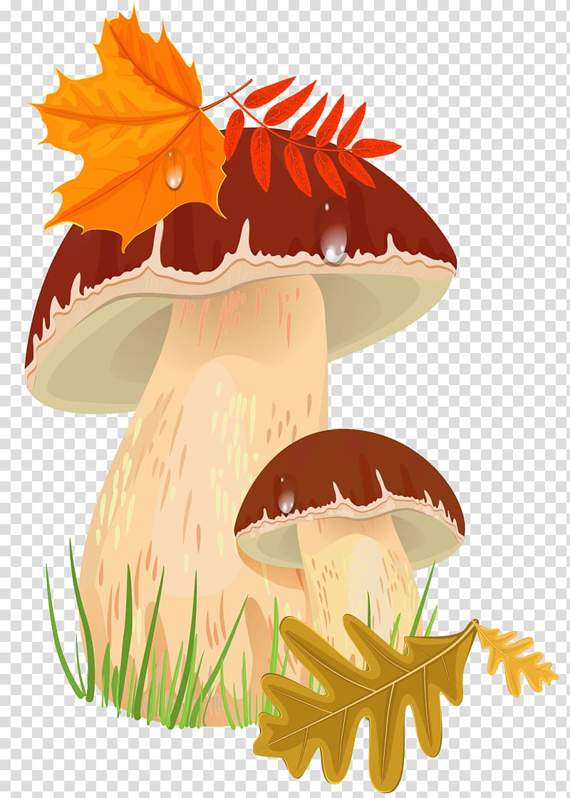 Edible mushroom Autumn Fungus , mushroom transparent background PNG clipart