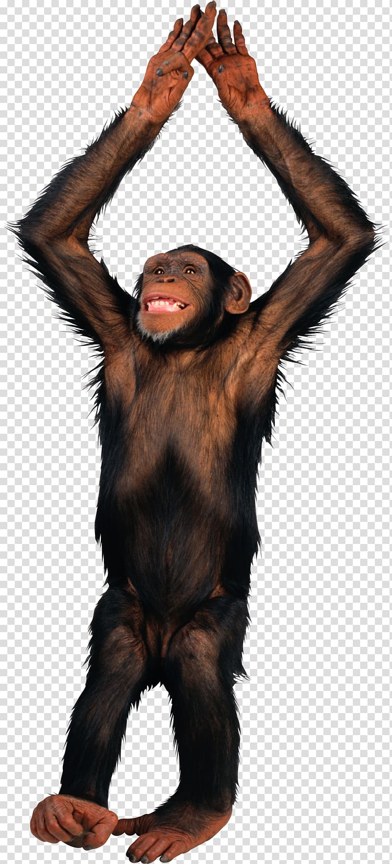 Monkey transparent background PNG clipart