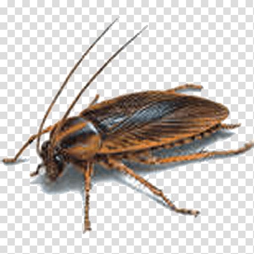 German cockroach Insect Pest Ant, cockroach transparent background PNG clipart