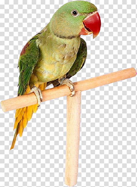 Parrot Lovebird Budgerigar Cockatiel, parrot transparent background PNG clipart