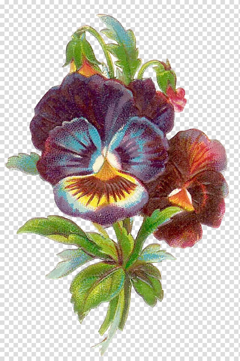 Pansy Antique Flower , flower vintage transparent background PNG clipart