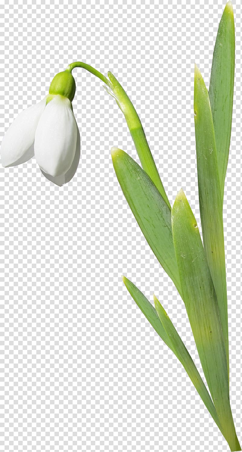 Flower Lilium , Lily flowers transparent background PNG clipart