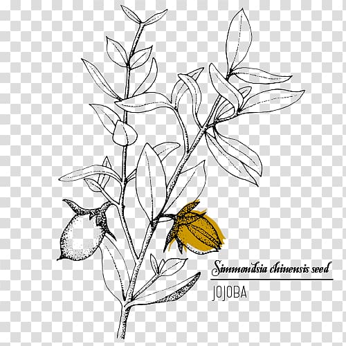 Jojoba Oil Plant Floral design treelet, oil transparent background PNG ...