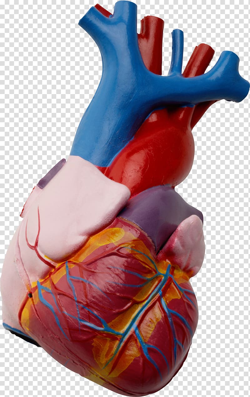 Heart Human anatomy Beta blocker Human body, heart transparent background PNG clipart