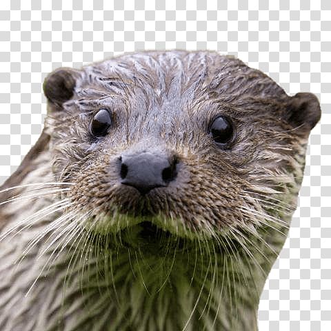 brown otter, Otter Close Up transparent background PNG clipart