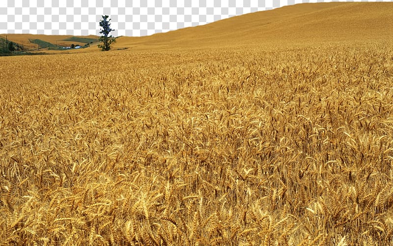 Barley Wheat Harvest Caryopsis Soybean, Wide wheat fields transparent background PNG clipart