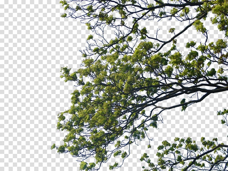 Tree Branch , Tree Branch transparent background PNG clipart