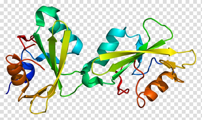 SH2B1 Signal transducing adaptor protein Gene Nerve growth factor, others transparent background PNG clipart