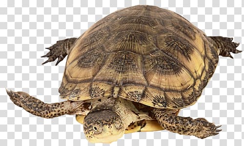 Box turtles Common snapping turtle Tortoise Dog, turtle transparent background PNG clipart