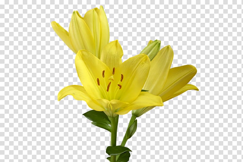 Cut flowers Yellow Lilium candidum Plant, lily transparent background PNG clipart