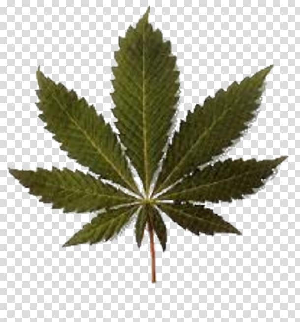 Medical cannabis Legalization Legality of cannabis Decriminalization, cannabis transparent background PNG clipart