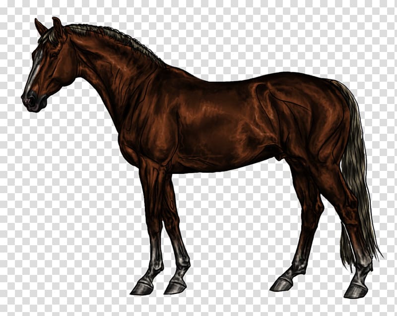 Thoroughbred WinStar Farm Standing Horse Stallion Kentucky Horse Park, Silhouette transparent background PNG clipart