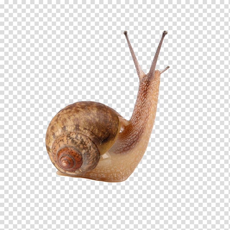 4 Pics 1 Word Gastropods Land snail Cornu aspersum, Snail Creative transparent background PNG clipart
