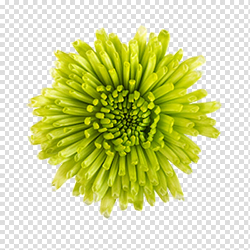 Wood The Floral Express Inc. Chrysanthemum Curries Road Cut flowers, chrysanthemum transparent background PNG clipart