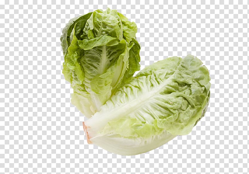 Romaine lettuce Vegetable Iceberg lettuce Curled endive , vegetable transparent background PNG clipart
