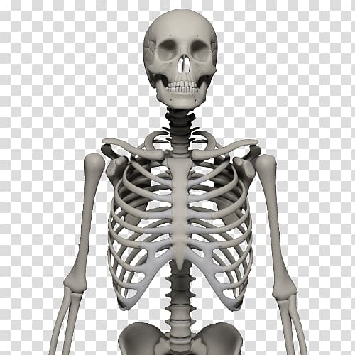 Skeleton transparent background PNG clipart