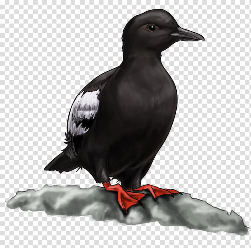 New Caledonian crow Alaska Art blog, others transparent background PNG clipart